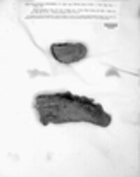 Polyporus igniarius image